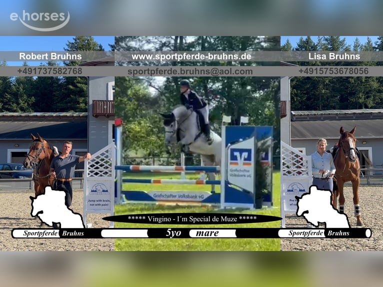 Duits sportpaard Merrie 5 Jaar 165 cm Schimmel in Gadow