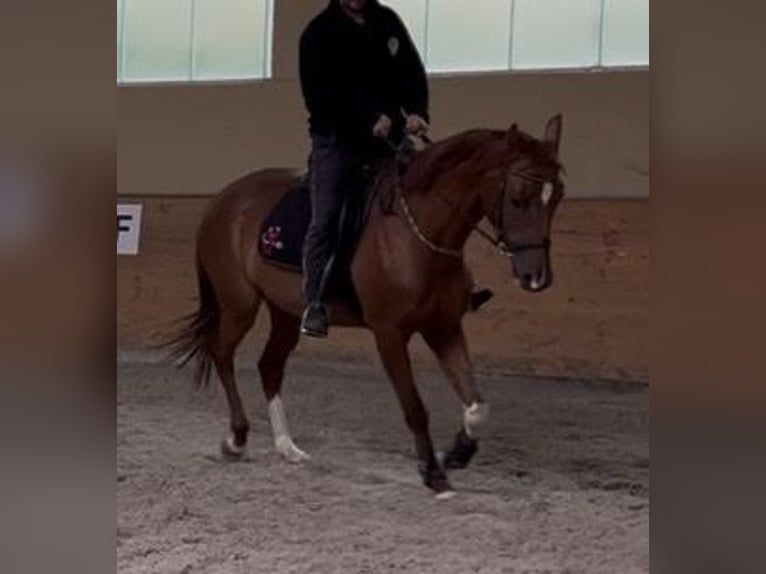 Duits sportpaard Merrie 5 Jaar 165 cm Vos in Balingen