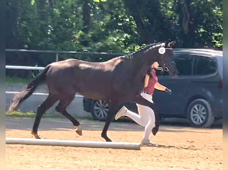 Duits sportpaard Merrie 5 Jaar 165 cm Zwart in Beetzendorf