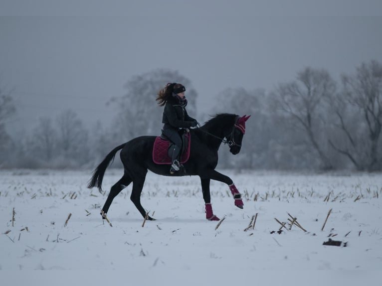 Duits sportpaard Merrie 5 Jaar 165 cm Zwart in Plessa