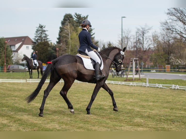 Duits sportpaard Merrie 5 Jaar 165 cm Zwart in Plessa