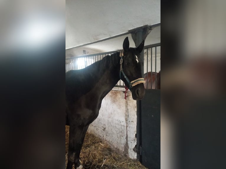 Duits sportpaard Merrie 5 Jaar 165 cm Zwart in Schipkau Schipkau