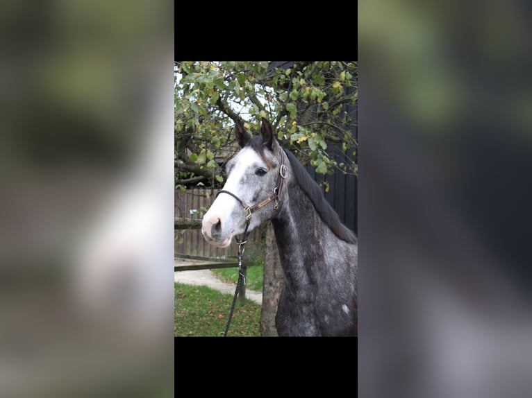 Duits sportpaard Merrie 5 Jaar 165 cm Zwartschimmel in Stolberg (Rheinland)stolberg