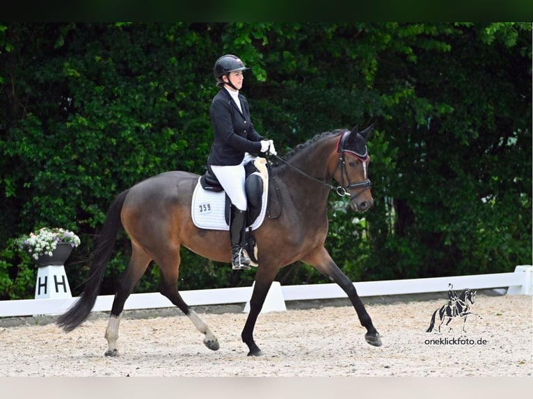 Duits sportpaard Merrie 5 Jaar 166 cm Bruin in Finsing