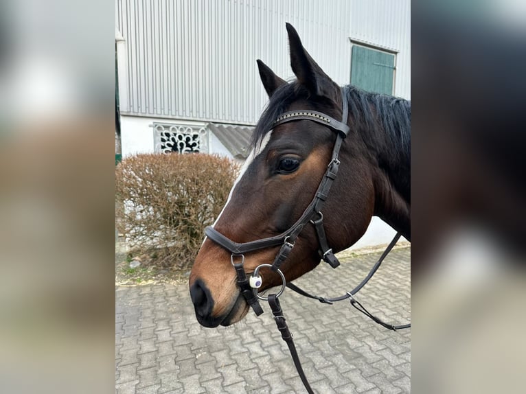 Duits sportpaard Merrie 5 Jaar 166 cm Bruin in Xanten