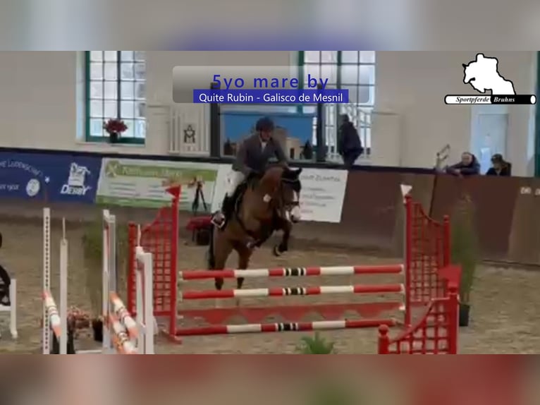 Duits sportpaard Merrie 5 Jaar 166 cm Bruin in Gadow