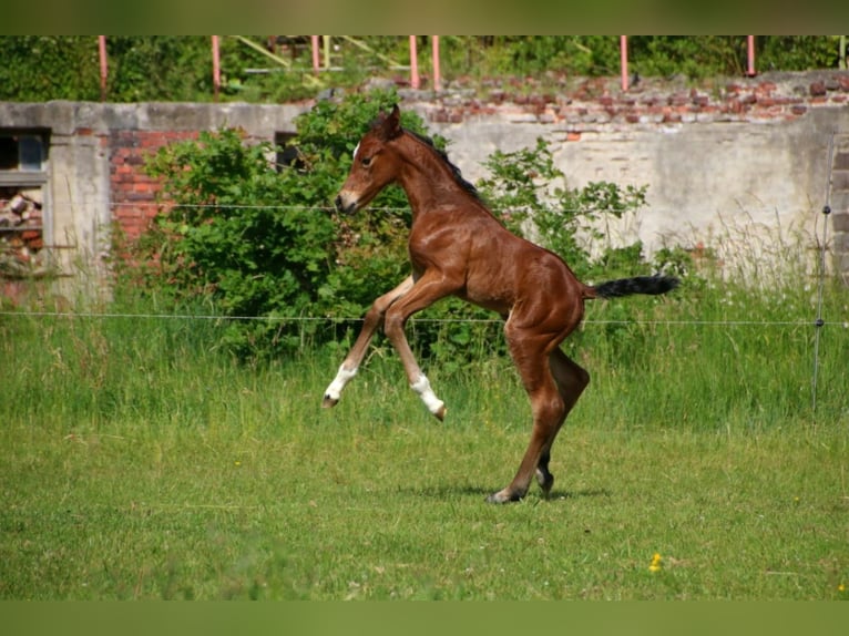 Duits sportpaard Merrie 5 Jaar 166 cm Bruin in Montabaur