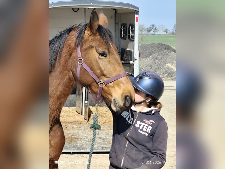 Duits sportpaard Merrie 5 Jaar 166 cm Bruin in Buchen (Odenwald)