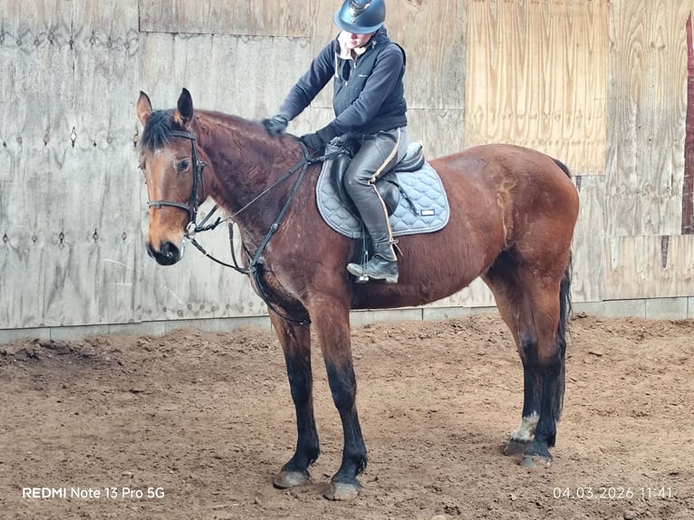 Duits sportpaard Merrie 5 Jaar 166 cm Bruin in Buchen (Odenwald)