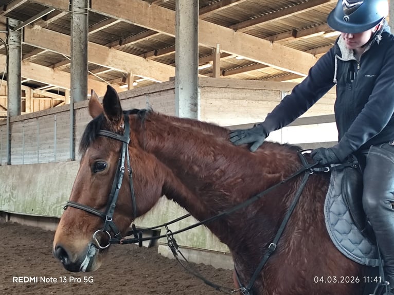 Duits sportpaard Merrie 5 Jaar 166 cm Bruin in Buchen (Odenwald)