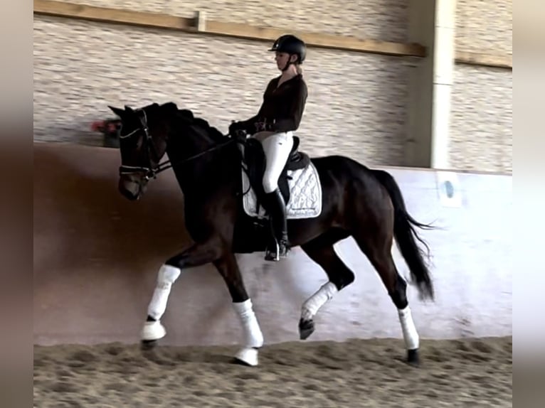 Duits sportpaard Merrie 5 Jaar 166 cm Donkerbruin in Wehringen