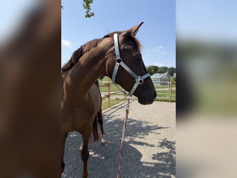Duits sportpaard Merrie 5 Jaar 166 cm Donkere-vos in Ravensburg