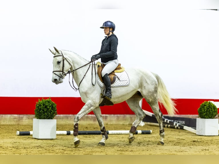 Duits sportpaard Merrie 5 Jaar 166 cm kan schimmel zijn in Waddinxveen