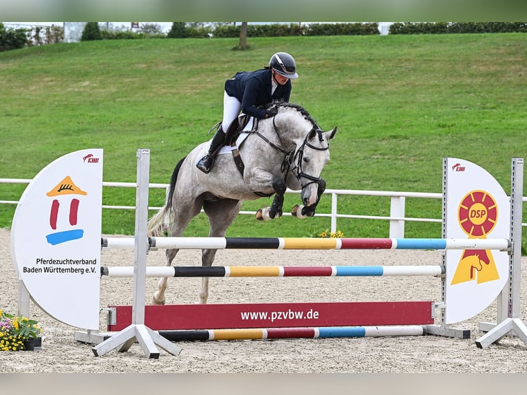 Duits sportpaard Merrie 5 Jaar 166 cm Schimmel in Gomadingen