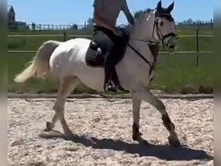 Duits sportpaard Merrie 5 Jaar 166 cm Schimmel in Bellenberg