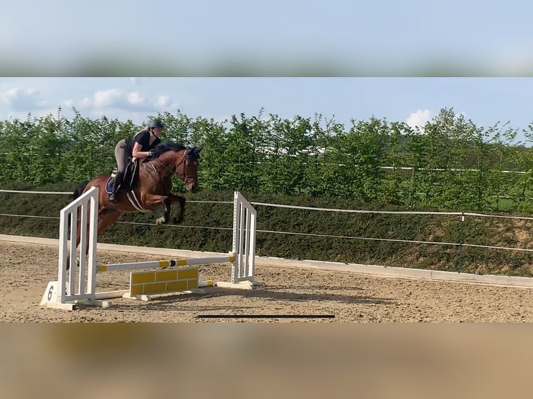 Duits sportpaard Merrie 5 Jaar 166 cm in Ennigerloh