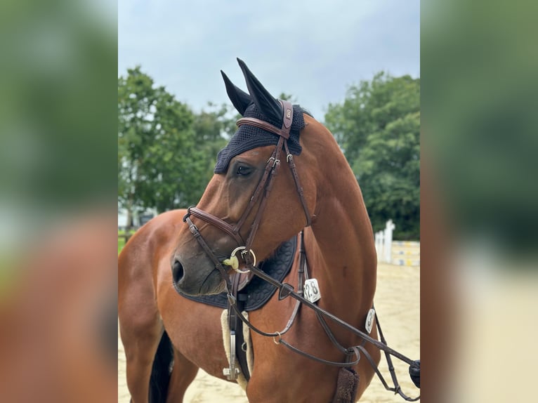 Duits sportpaard Merrie 5 Jaar 166 cm in Ennigerloh