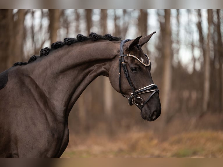 Duits sportpaard Merrie 5 Jaar 166 cm Zwart in Wehringen