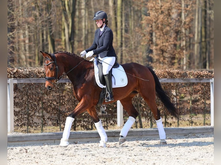 Duits sportpaard Merrie 5 Jaar 167 cm Bruin in Moritzburg