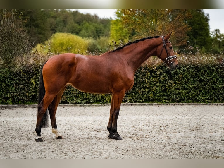 Duits sportpaard Merrie 5 Jaar 167 cm Bruin in Zossen