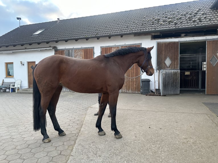 Duits sportpaard Merrie 5 Jaar 167 cm Bruin in Hallbergmoos