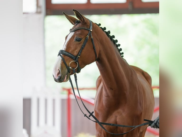 Duits sportpaard Merrie 5 Jaar 167 cm Bruin in Münster-Handorf