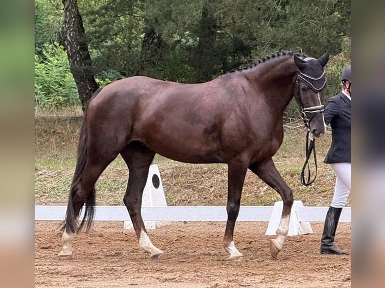 Duits sportpaard Merrie 5 Jaar 167 cm Donkere-vos in Farsleben