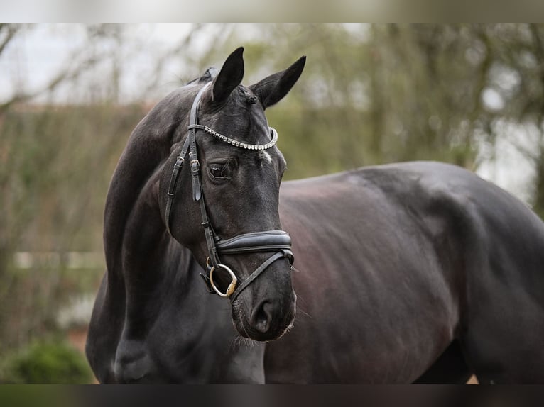 Duits sportpaard Merrie 5 Jaar 167 cm in Riedstadt
