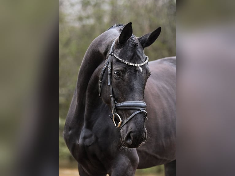 Duits sportpaard Merrie 5 Jaar 167 cm in Riedstadt