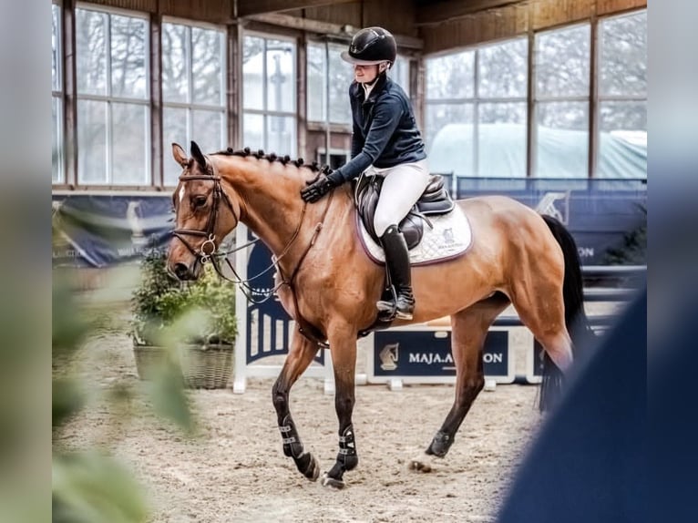 Duits sportpaard Merrie 5 Jaar 167 cm Lichtbruin in Havixbeck