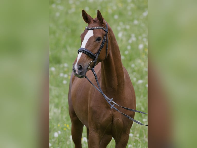 Duits sportpaard Merrie 5 Jaar 167 cm Vos in Egenhausen