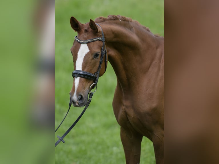 Duits sportpaard Merrie 5 Jaar 167 cm Vos in Egenhausen