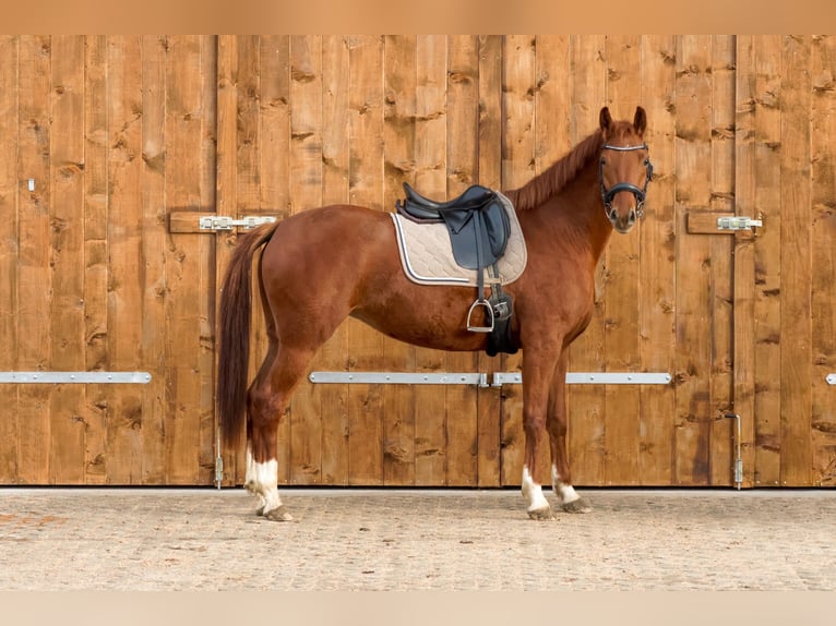 Duits sportpaard Merrie 5 Jaar 167 cm Vos in Müncheberg