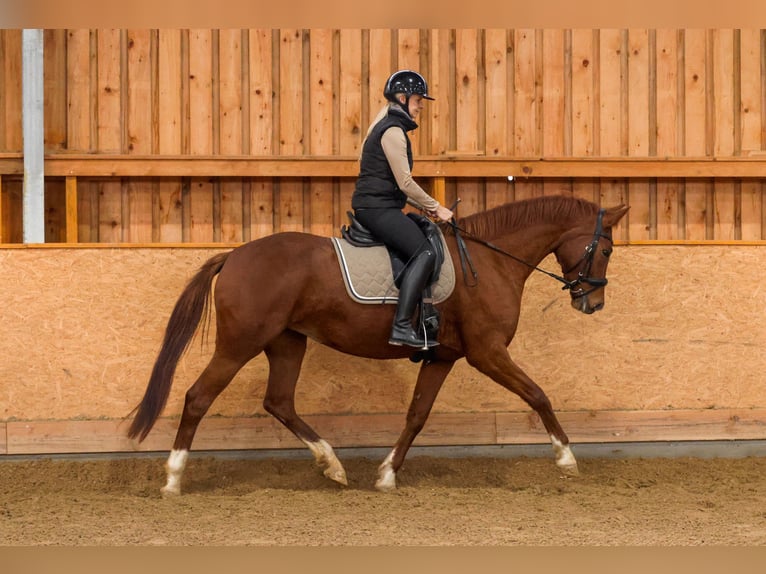 Duits sportpaard Merrie 5 Jaar 167 cm Vos in Müncheberg