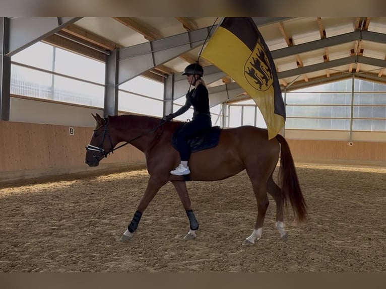 Duits sportpaard Merrie 5 Jaar 167 cm Vos in Westerheim