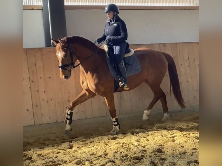 Duits sportpaard Merrie 5 Jaar 167 cm Vos in Westerheim