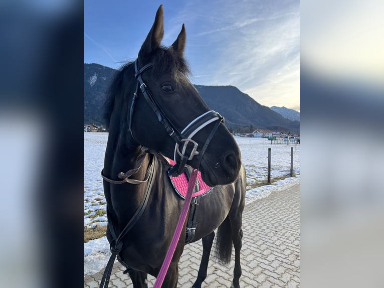 Duits sportpaard Merrie 5 Jaar 167 cm Zwart in Ohlstadt