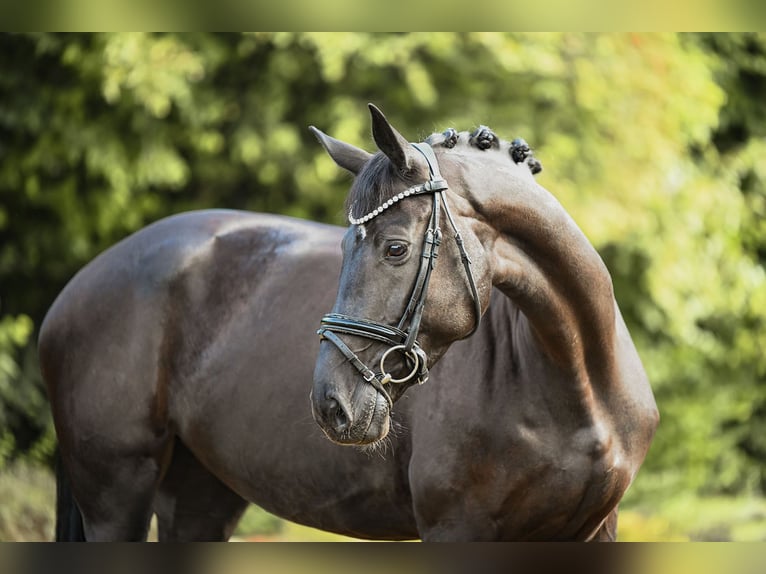 Duits sportpaard Merrie 5 Jaar 167 cm Zwart in Riedstadt