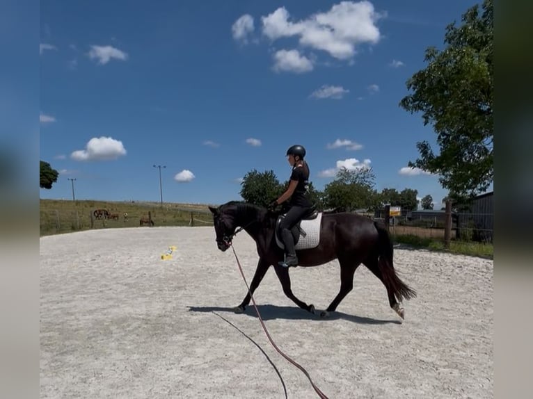 Duits sportpaard Merrie 5 Jaar 167 cm Zwartbruin in Röslau