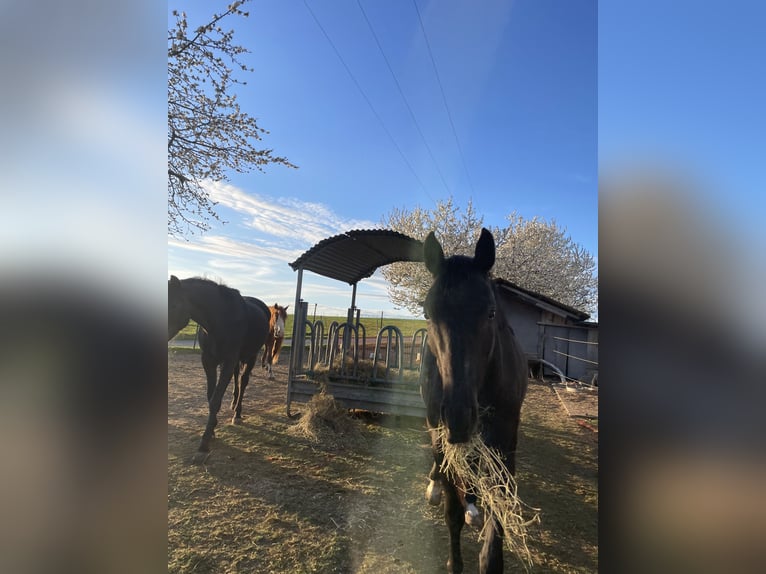 Duits sportpaard Merrie 5 Jaar 167 cm Zwartbruin in Röslau