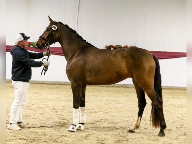 Duits sportpaard Merrie 5 Jaar 168 cm Bruin in Drackenstein