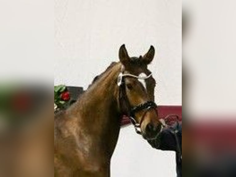 Duits sportpaard Merrie 5 Jaar 168 cm Bruin in Drackenstein
