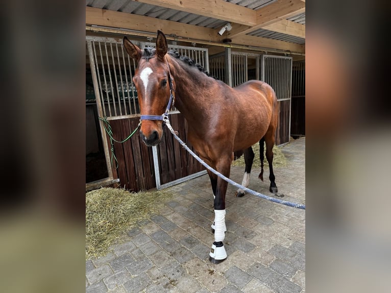 Duits sportpaard Merrie 5 Jaar 168 cm Bruin in Drackenstein