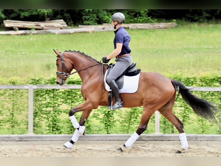 Duits sportpaard Merrie 5 Jaar 168 cm Bruin in Radeburg