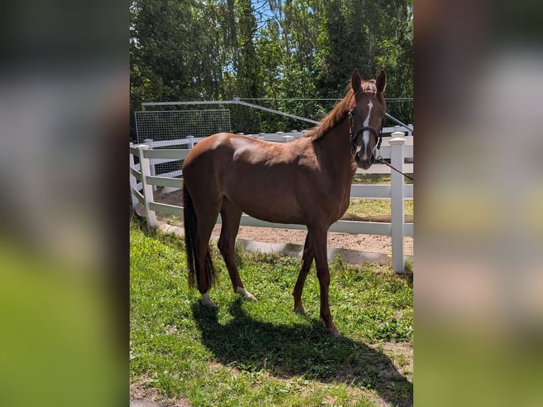 Duits sportpaard Merrie 5 Jaar 168 cm Bruin in Zittau