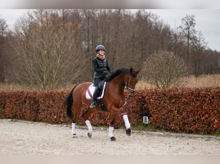 Duits sportpaard Merrie 5 Jaar 168 cm Bruin in Zossen