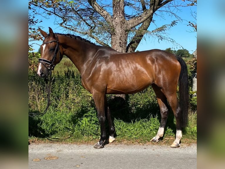 Duits sportpaard Merrie 5 Jaar 168 cm Bruin in Süderlügum