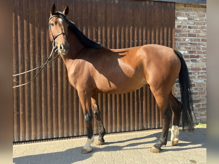 Duits sportpaard Merrie 5 Jaar 168 cm Bruin in Grevenbroich