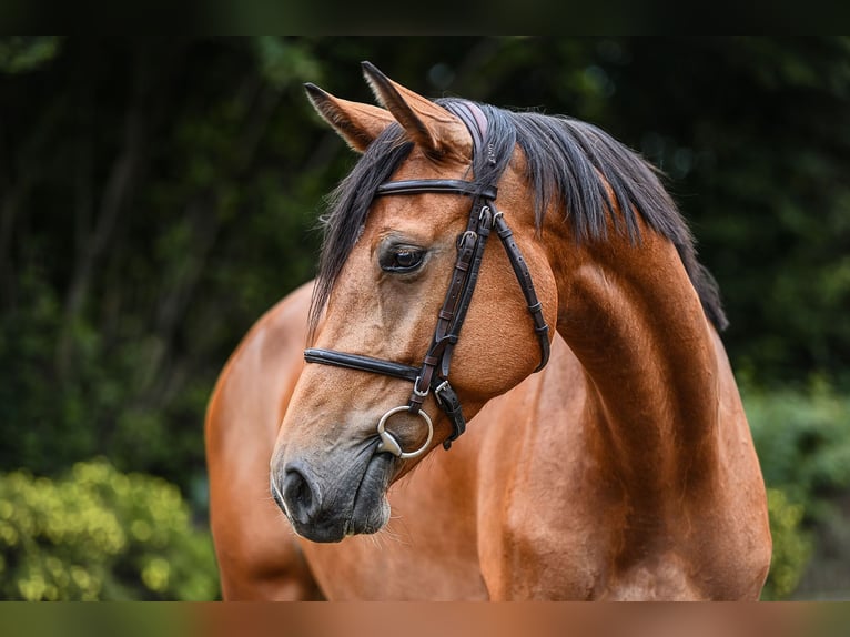 Duits sportpaard Merrie 5 Jaar 168 cm Bruin in Riedstadt