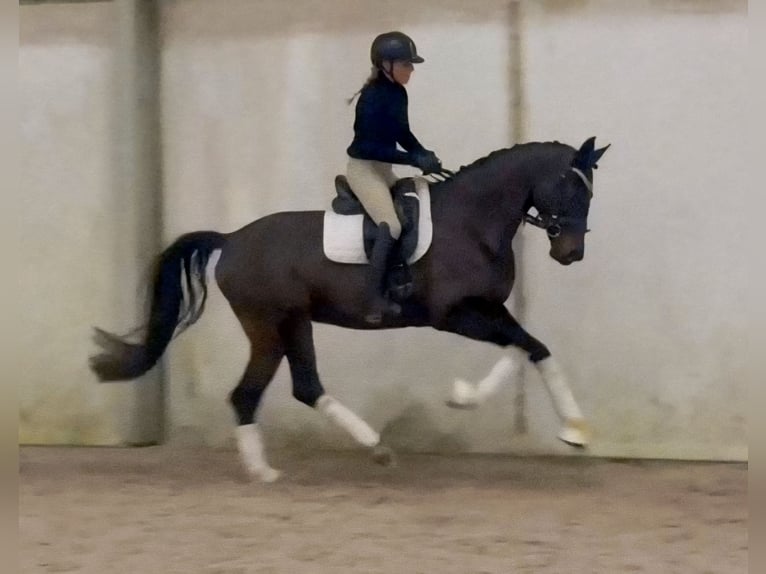 Duits sportpaard Merrie 5 Jaar 168 cm Donkerbruin in Berlin